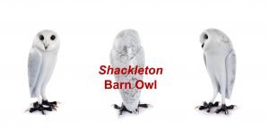 Shackleton Bronze Barn Owl